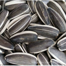 Professional supply purity natural roasted sunflower seeds